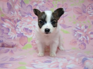 パピヨン 小型犬 ブリーダー 出産情報 パピヨン ブリーダー 子犬販売の専門店 AngelWan 神奈川県 静岡県 山梨県