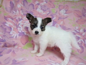 パピヨン ブリーダー 子犬販売 パピヨン ブリーダー 子犬販売の専門店 AngelWan 横浜 ペットショップ 戸塚