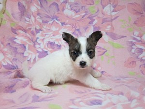 パピヨン 室内犬 エレガント セレブ パピヨン ブリーダー 子犬販売の専門店 AngelWan 横浜市 戸塚区 瀬谷区