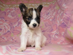 パピヨン　ブリーダー　子犬販売の専門店　AngelWan　横浜市　戸塚区　磯子区　栄区