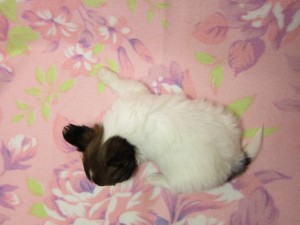 パピヨン　ブリーダー　子犬販売の専門店　AngelWan　飼育　販売　繁殖　ペット　交配