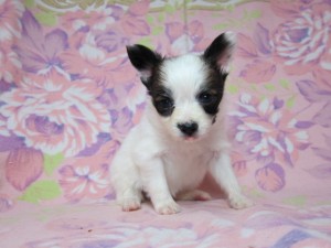 パピヨン　ブリーダー　子犬販売の専門店　AngelWan　東京都内　神奈川県　千葉県