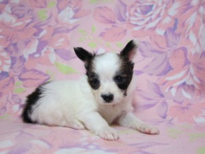 パピヨン　ブリーダー　子犬販売の専門店　AngelWan　ペットショップ　横浜市