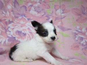パピヨン　ブリーダー　子犬販売の専門店　AngelWan　横浜　室内犬　小ぶり