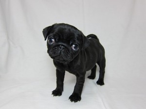 黒パグ 子犬 しわ BUHI パグ ブリーダー 子犬販売の専門店 AngelWan 横浜市 戸塚区 泉区 相模原市