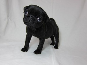 PUG PUPPY BLACK パグ ブリーダー 子犬販売 AngelWan 横須賀市 大和市 町田市 藤沢市 茅ヶ崎市