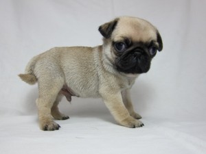 パグ こいぬ ペット ブリーダー パグ ブリーダー 子犬販売の専門店 AngelWan 神奈川県 湘南 山梨県 静岡県