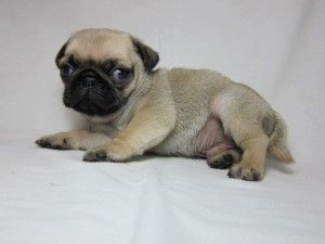 パグ 室内犬 小ぶり パグ ブリーダー 子犬販売の専門店 AngelWan 横浜市 戸塚区 泉区 港北区 西区