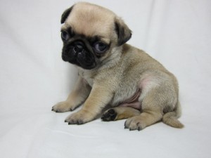 パグ ブリーダー フォーン ♂ パグ ブリーダー 子犬販売の専門店 AngelWan 横浜市 港南区 瀬谷区 旭区 栄区