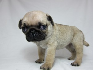 パグ　ブリーダー　子犬販売の専門店　AngelWan　関東　全国お届け　ペットショップ