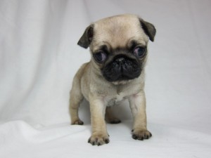 パグ　ブリーダー　子犬販売の専門店　AngelWan　横浜市　東京都世田谷区　港区