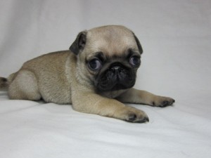 パグ　ブリーダー　子犬販売の専門店　AngelWan　東京都　新宿　品川　渋谷