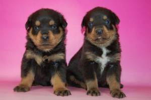 ロットワイラー 番犬 大型犬 全国発送可能 ロットワイラー ブリーダー 子犬販売の専門店 AngelWan 全国発送可能 空輸