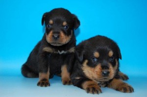 ロットワイラー ブリーダー 子犬販売 ロットワイラー ブリーダー 子犬販売の専門店 AngelWan 横浜 ペットショップ