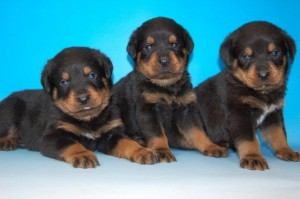 カッコイイ ロットワイラーのこいぬ 大型犬 ロットワイラー ブリーダー 子犬販売の専門店 AngelWan 横浜 ペットショップ