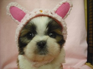 シーズー 小型犬 室内犬 シーズー ブリーダー 子犬販売の専門店 AngelWan 横浜