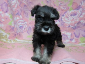 ミニチュアシュナウザー　ブリーダー　子犬販売の専門店　AngelWan　横浜　全国