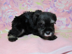 ミニチュアシュナウザー　ブリーダー　子犬販売の専門店　AngelWan　神奈川　東京