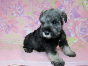 ミニチュアシュナウザー　ブリーダー　子犬販売の専門店　AngelWan　神奈川県　全国