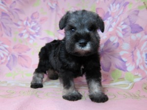 ミニチュアシュナウザー　ブリーダー　子犬販売の専門店　AngelWan　カット　トリミング