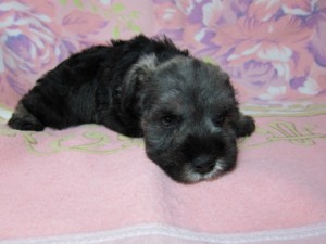 ミニチュアシュナウザー　ブリーダー　子犬販売の専門店　AngelWan　全国発送　空輸