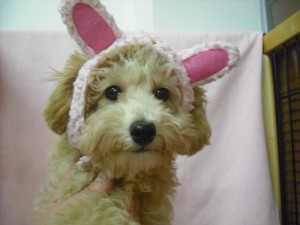 トイプードル　ブリーダー　子犬販売の専門店　AngelWan　東京都　横浜市戸塚区　泉区