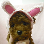 トイプードル　ブリーダー　子犬販売の専門店　AngelWan　横浜