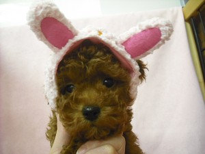 トイプードル　ブリーダー　子犬販売の専門店　AngelWan　横浜市　戸塚区　泉区　ペット