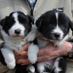 ボーダーコリー　ブリーダー　子犬販売の専門店　AngelWan　横浜　ブラック&ホワイト