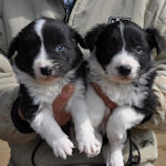 ボーダーコリー　ブリーダー　子犬販売の専門店　AngelWan　横浜