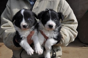 ボーダーコリー　ブリーダー　子犬販売の専門店　AngelWan　全国発送可能