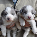 ボーダーコリーの子犬 ブルーマール ボーダーコリー ブリーダー 子犬販売の専門店 AngelWan 横浜