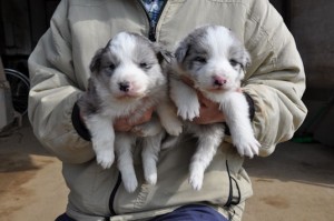 ボーダーコリー 血統優秀 良質な子犬 ハイクオリティ ボーダーコリー ブリーダー 子犬販売の専門店 AngelWan 横浜