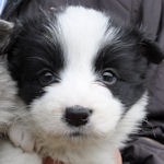 ボーダーコリー　ブリーダ　子犬販売の専門店　AngelWan　横浜　ブラック＆ホワイト
