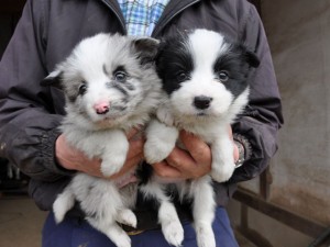 ボーダーコリー　ブリーダ　子犬販売の専門店　AngelWan　神奈川県　茨城県