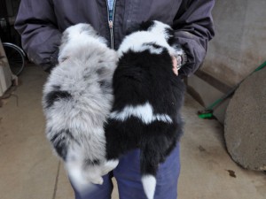 ボーダーコリー　ブリーダ　子犬販売の専門店　AngelWan　全国発送可能　空輸　陸送