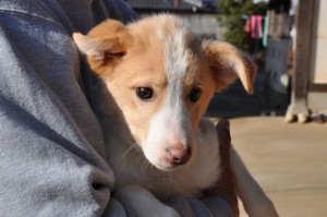 ボーダーコリー　ブリーダー　子犬販売の専門店　ＡｎｇｅｌＷａｎ　横浜市　戸塚区　泉区　港南区