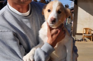 ボーダーコリー ブリーダー 子犬販売 ボーダーコリー ブリーダー 子犬販売の専門店 AngelWan 横浜 湘南 相模原 都内