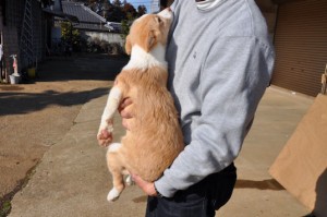 ボーダーコリー ブリーダー ペットショップ ボーダーコリー ブリーダー 子犬販売の専門店 AngelWan 都内 湘南 競技会 JKC