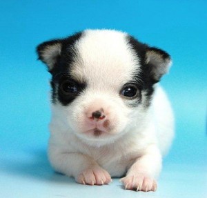 チワワ　ブリーダー　子犬販売の専門店　AngelWan　横浜　極小　神奈川　熊本　東京