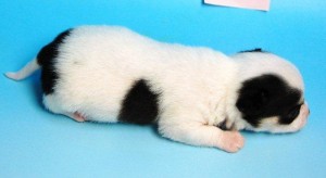 チワワ　ブリーダー　子犬販売の専門店　AngelWan　東京　神奈川　千葉　埼玉　全国