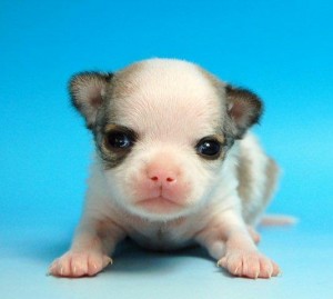 チワワ　ブリーダー　子犬販売の専門店　AngelWan　横浜　極小　湘南　全国お届け