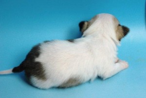 チワワ　ブリーダー　子犬販売の専門店　AngelWan　アップルヘッド　ペットショップ