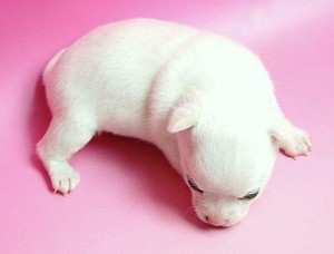 チワワ　ブリーダー　横浜　AngelWan　ペット　こいぬ　全国発送可能　超小型犬