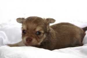 チワワ 小ぶり レアカラー チワワ ブリーダー 子犬販売の専門店 AngelWan 横浜 珍しい色 東京都