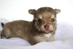 チワワ ペットショップ 横浜市 チワワ ブリーダー 子犬販売の専門店 AngelWan 千葉 埼玉 東京 神奈川 全国