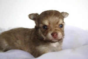 チワワ メキシコ 世界最小 犬 チワワ ブリーダー 子犬販売の専門店 AngelWan 横浜 DOG 室内犬 小型犬