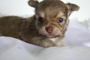 チワワ ロングヘアード 小ぶり チワワ ブリーダー 子犬販売の専門店 AngelWan 横浜市戸塚区 泉区 港南区