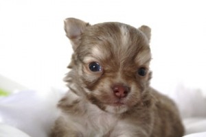 チワワ ブリーダー 子犬販売 神奈川県 チワワ ブリーダー 子犬販売の専門店 AngelWan 横浜市 戸塚区 泉区 旭区 中区