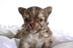 チワワ ブリーダー 全国発送可能 チワワ ブリーダー 子犬販売の専門店 AngelWan 小型犬 世界最小 メキシコ